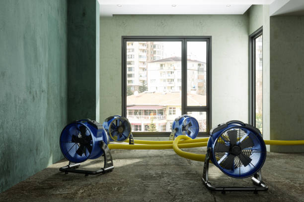 Best Water damage cleanup near me  in Horseshoe Bend, AR